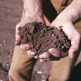 Terremoto Emilia, ingenti i danni all’agricoltura Confagricoltura: «A rischio una parte vitale del sistema agricolo ». Molte le aziende rurali danneggiate.