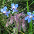 Borragine, le ricette: tagliatelle e boccioli sott’olio La Borrago officinalis della famiglia Borraginaceae, è una pianta annuale con radice sottile e ramificata, foglie e fusto sono coperte da peli lunghi e pungenti che nascono da un tubercolo...