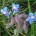 La Borrago officinalis della famiglia Borraginaceae, è una pianta annuale con radice sottile e ramificata, foglie e fusto sono coperte da peli lunghi e pungenti che nascono da un tubercolo...