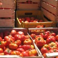 Lavoro. E adesso si ritorna nei campi Cambio di tendenza rispetto a 20/30 anni fa quando gli agricoltori, soprattutto in alcune aree del Sud Italia, lasciavano i campi – che poco riuscivano a provvedere alle esigenze delle...