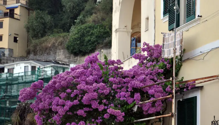 «PER SAN VALENTINO? SOLO FIORI MADE IN ITALY»