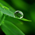 All'Assemblea degli Stati Generali, Confragricoltura ha ribadito l'importanza della bioeconomia per alimentare la crescita economica, creare posti di lavoro e ridurre i combustibili fossili.