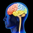 EVOLUZIONE DEL CERVELLO: SEMINARIO A ROMA All'Accademia dei Lincei due giorni di incontri sul tema dello sviluppo del cervello umano, e di come le teorie evolutive possano spiegarne le complesse caratteristiche strutturali e funzionali
