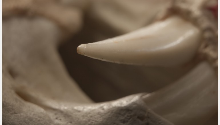Viterbo, in mostra i lavori di Eva Gerd