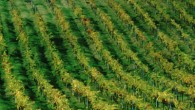 Torna “Chianti Classico è Experience” Un'occasione per conoscere meglio le etichette del Chianti Classico. Street food, cucina del territorio, musica, degustazioni ed eventi in programma dal 24 maggio al 2 giugno...
