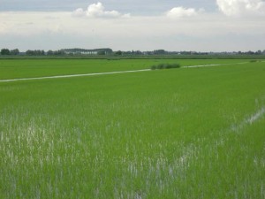 Una risaia della pianura padana
