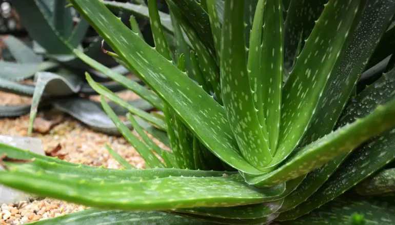 Aloe Vera: proprietà curative. Ma attenzione, ecco perché!