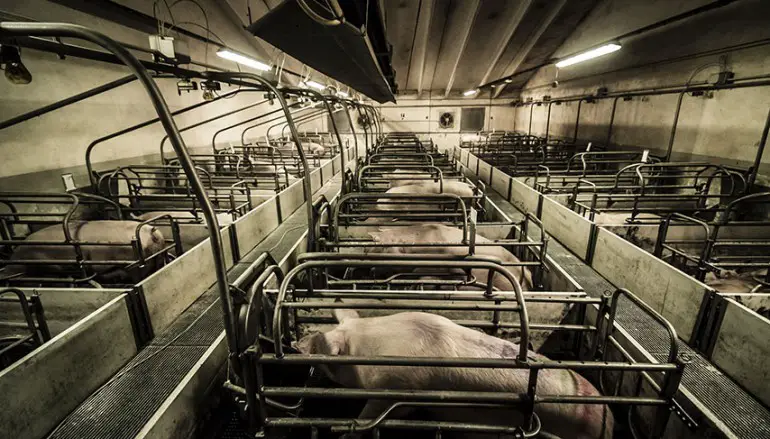 Food Relovution: l’abuso di carne uccide il Pianeta