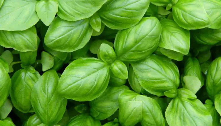 L’olio essenziale di Basilico? Proprietà e consigli per un uso corretto