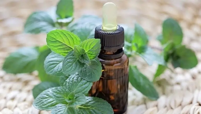 L’olio essenziale di Menta Piperita