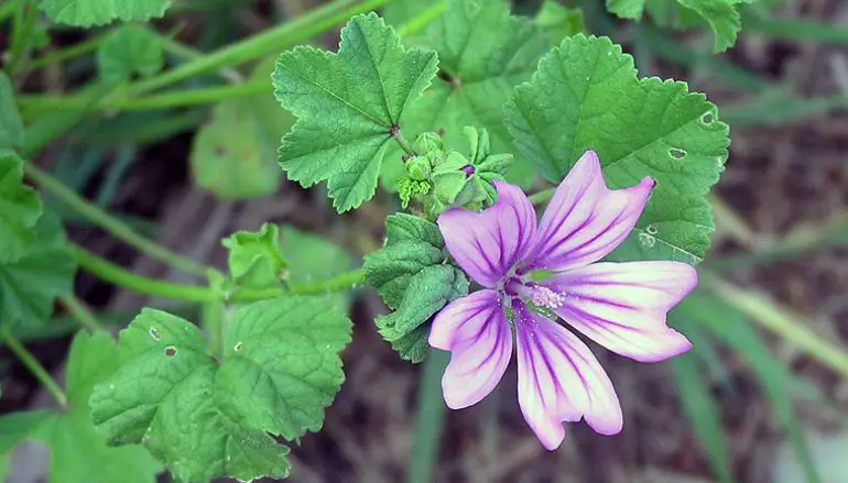 Le proprietà ‘magiche’ della Malva