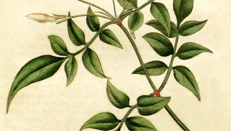 L’olio essenziale di Gelsomino? Contro ansia e depressione