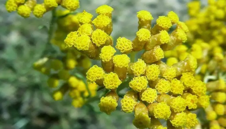 Elicriso, la pianta della primavera che ‘combatte’ allergie e non solo…