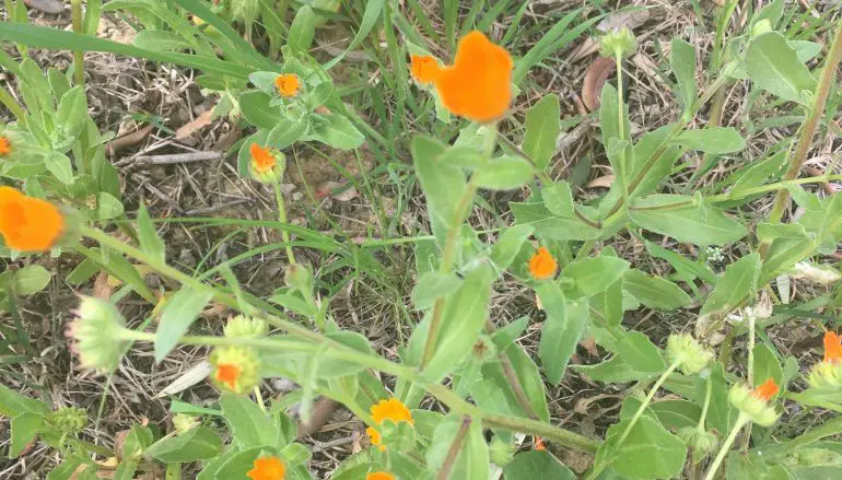 Calendula selvatica: scopri qui usi proprietà e usi