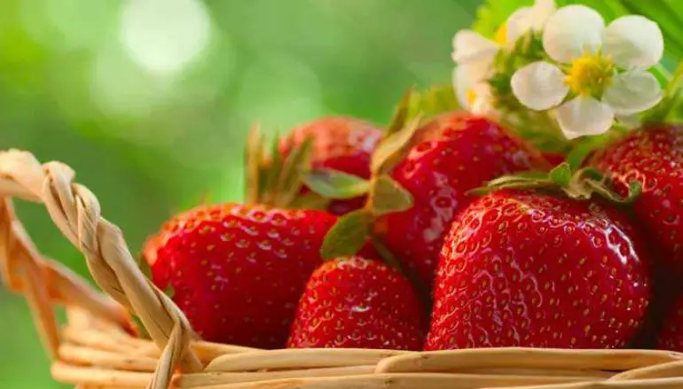 Le fragole tra proprietà, controindicazioni e psicologia del cibo