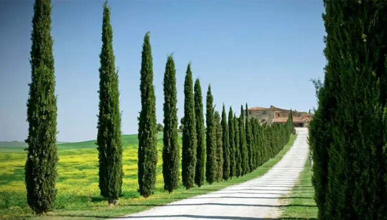 L’olio essenziale di Cipresso: tutte le proprietà e gli usi