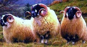 le pecore cornute