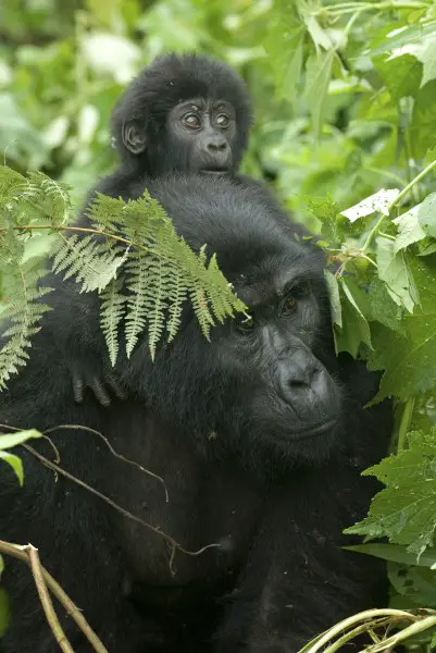 Mountain gorilla mother and baby, Uganda