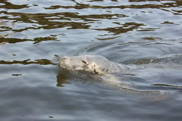 foca baltico