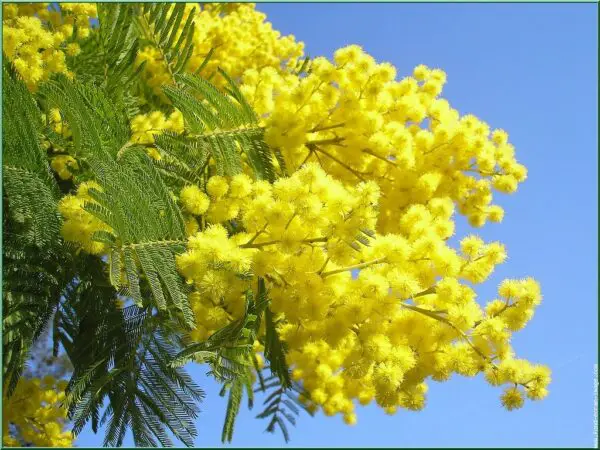 mimose