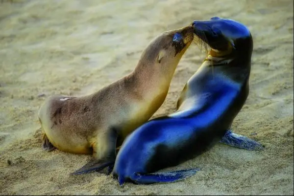 Galapagos Islands