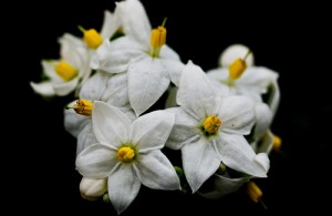 neroli