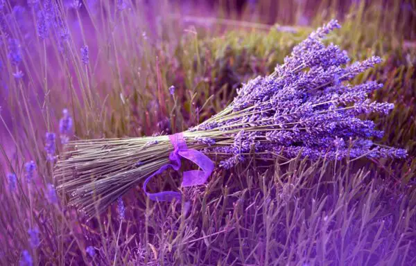 lavanda-olio-essenziale-proprieta