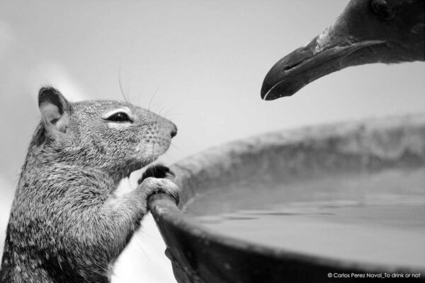 © Carlos Perez Naval (Spagna), To drink or not Wildlife Photographer of the Year 2015, Categoria fino a 10 anni, Finalista
