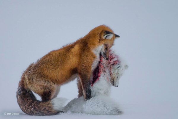 Don Gutoski (Canada), A tale of two foxes Wildlife Photographer of the Year 2015, Categoria Mammiferi, Vincitore assoluto