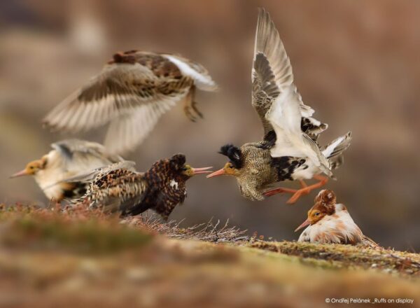 © Ondřej Pelánek (Repubblica, Ceca), Ruffs on display Wildlife Photographer of the Year 2015, Categoria 11-14 anni, Vincitore assoluto