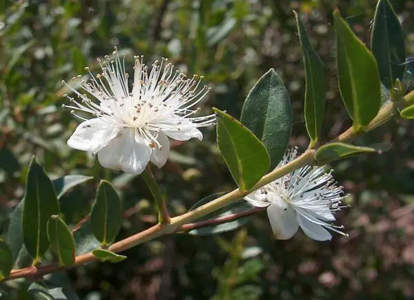 Il fiore del Mirto