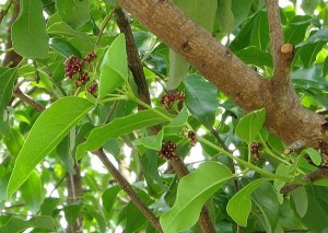 L'albero