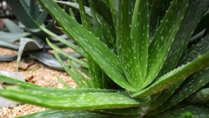 aloe-vera-proprieta-curative