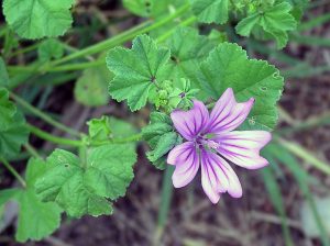 rimedi naturali malannni autunno