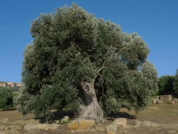 olio extravergine di oliva proprietà