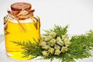 L'olio essenziale di Cipresso