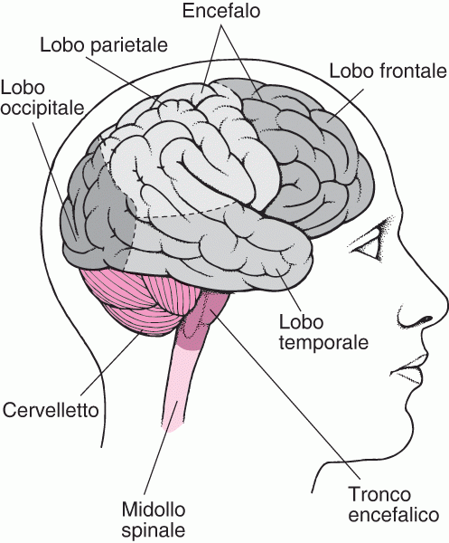 come mantenere il cervello giovane