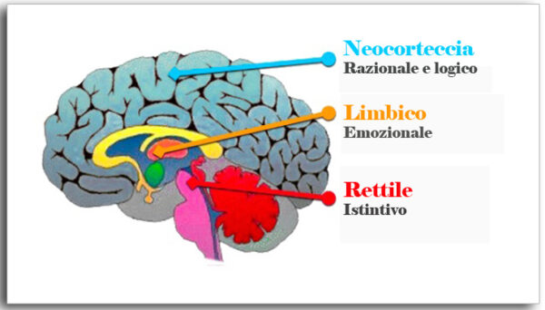 il cervello del bambino