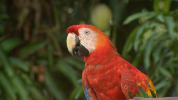 Saving the Amazon