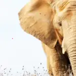 elefanti documentario