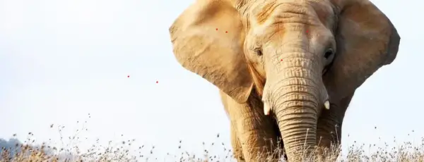 elefanti documentario