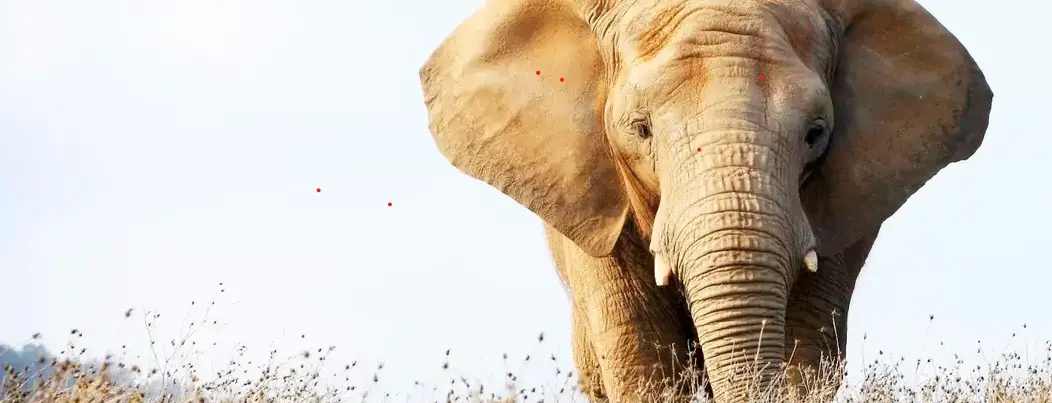 elefanti documentario